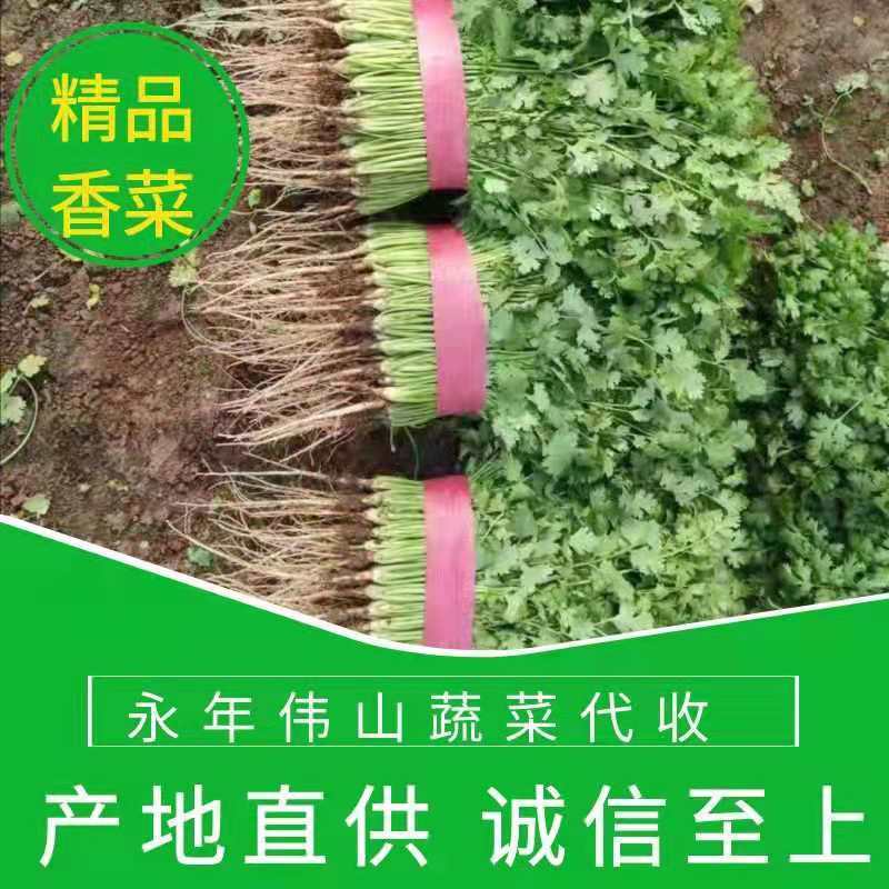 河北邯郸香菜，颜色绿，叶片厚，欢迎全国商超合作