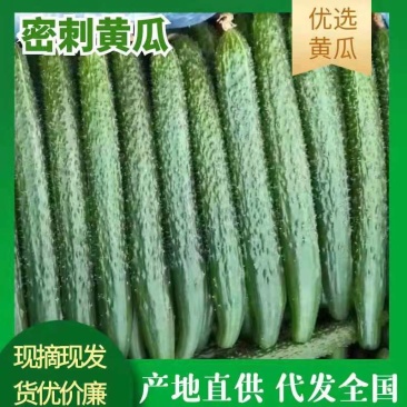 河北邯郸产地黄瓜，刺密，瓜条直，欢迎全国各地老板采购