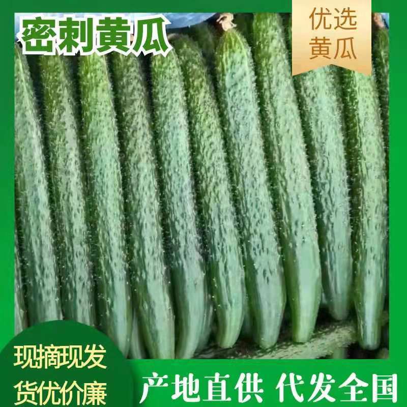 河北邯郸产地黄瓜，刺密，瓜条直，欢迎全国各地老板采购