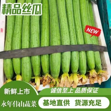 河北邯郸产地丝瓜，长短齐全，一手货源，欢迎老板采购