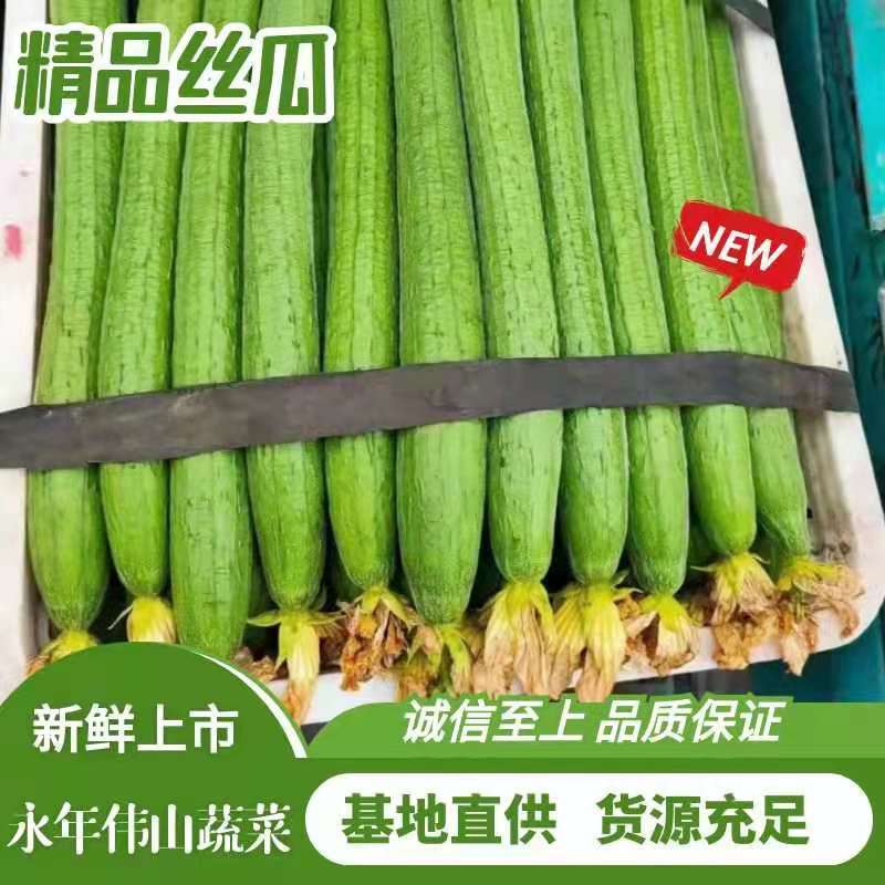 河北邯郸产地丝瓜，长短齐全，一手货源，欢迎老板采购