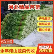 河北邯郸芹菜，颜色绿，粗细齐全，根白，欢迎老板采购