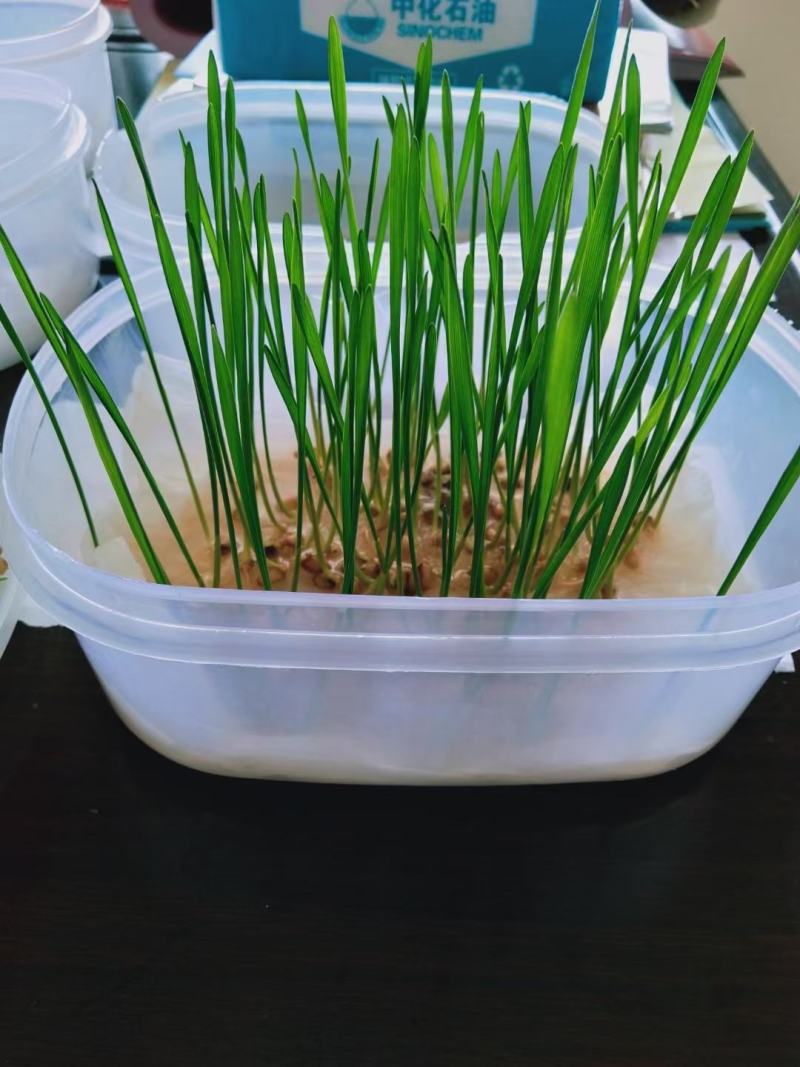 新品上市中，种植大户品种1217你值得的拥有