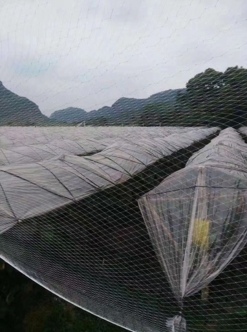 大棚专用封口防鸟网厂家直销