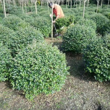 毛叶丁香球，成都蜀锦园艺丁香球，毛丁香球，紫丁香球，丁香