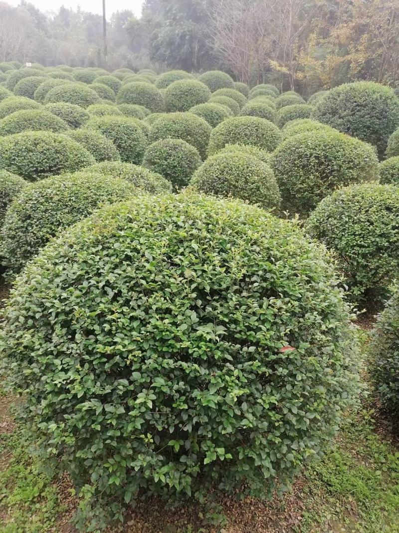 毛叶丁香球，成都蜀锦园艺丁香球，毛丁香球，紫丁香球，丁香
