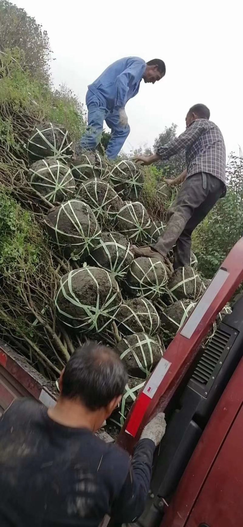 毛叶丁香球，成都蜀锦园艺丁香球，毛丁香球，紫丁香球，丁香