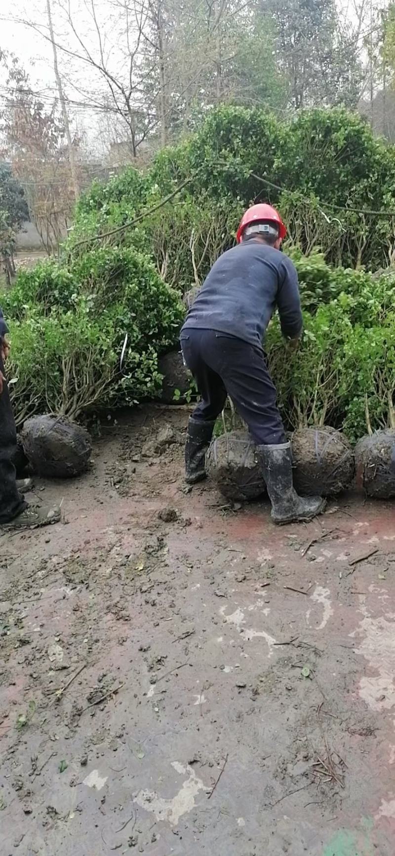 毛叶丁香球，成都蜀锦园艺丁香球，毛丁香球，紫丁香球，丁香