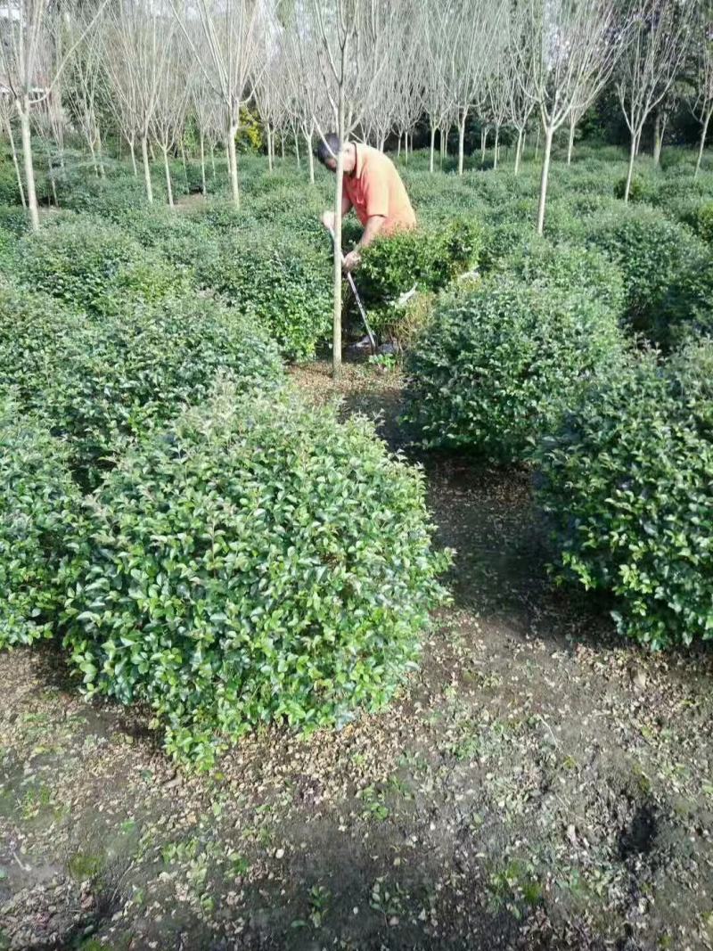毛叶丁香球，成都蜀锦园艺丁香球，毛丁香球，紫丁香球，丁香