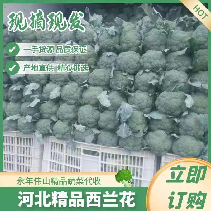 河北邯郸产地精品西兰花，颜色绿，一手货源，欢迎老板采购