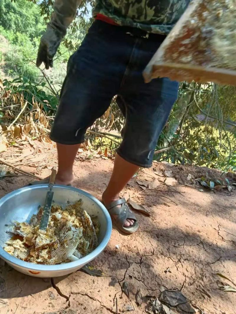 深山土蜂蜜