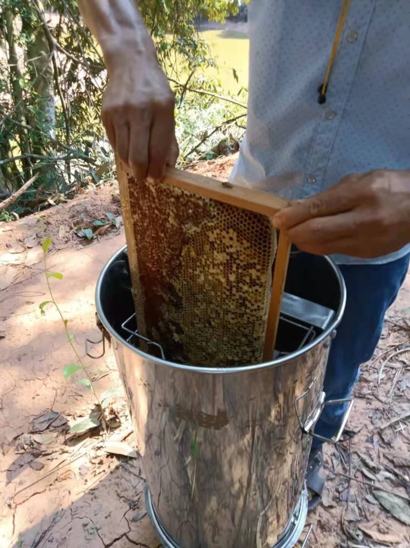 深山土蜂蜜