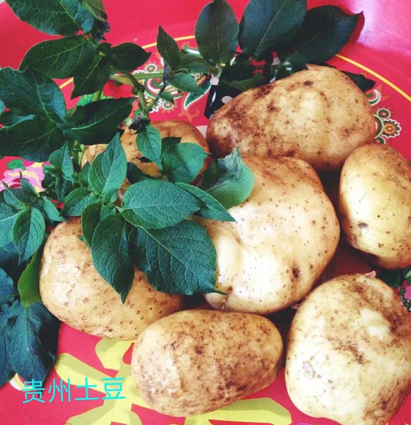 土豆片保证好货贵州土豆做出来的土豆片晶莹剔透香脆好吃