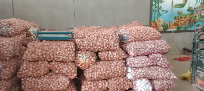 陕西省大荔县朝邑镇沙底村杂交大蒜绿色无公害蔬菜