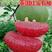 泰国红宝石柚子苗红心蜜柚苗青柚果树苗特大南北方种植当年