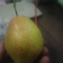 【推荐】玉露香，红香酥梨9月份大量上市，产地一手货源