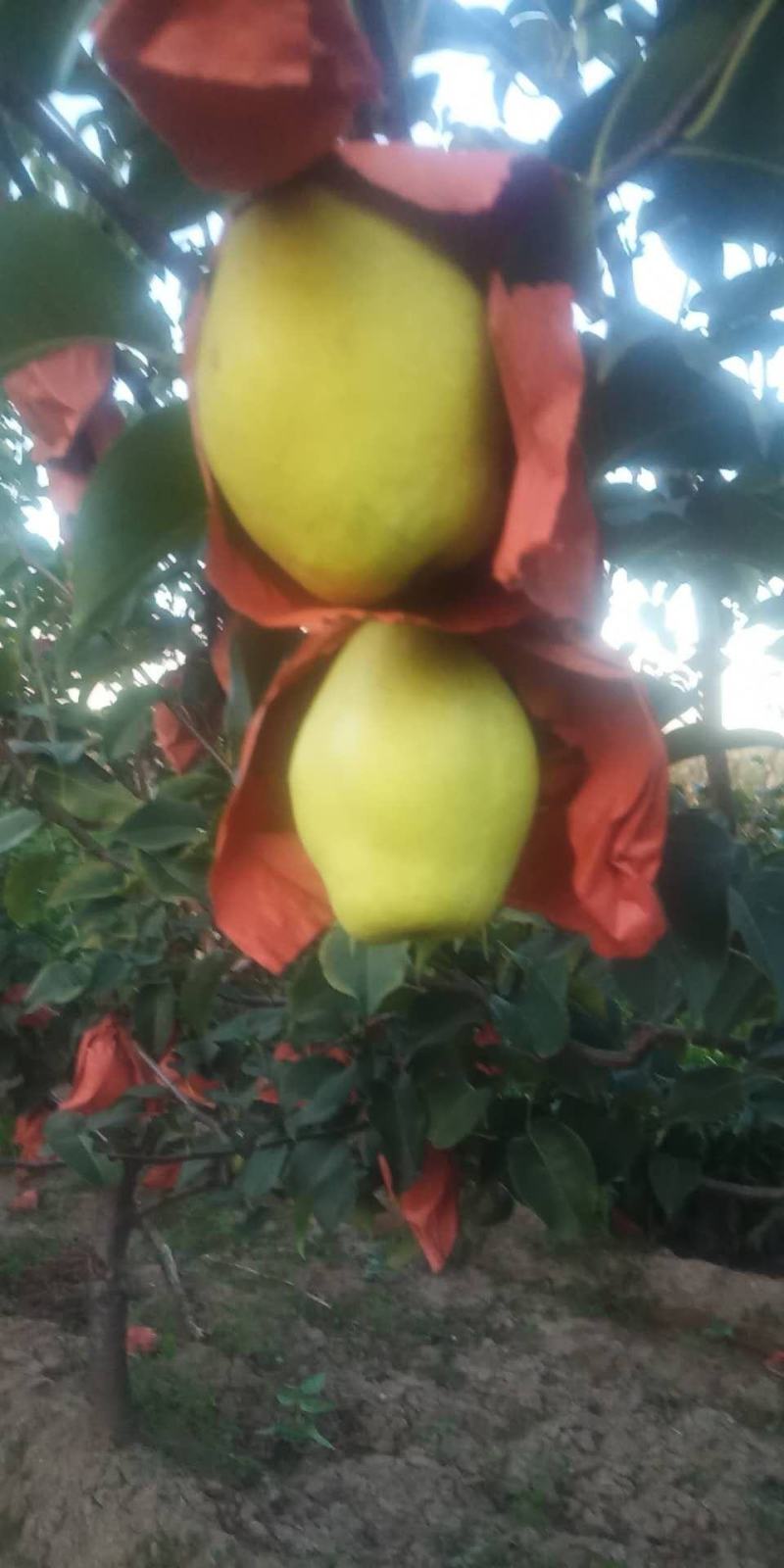 【推荐】玉露香，红香酥梨9月份大量上市，产地一手货源