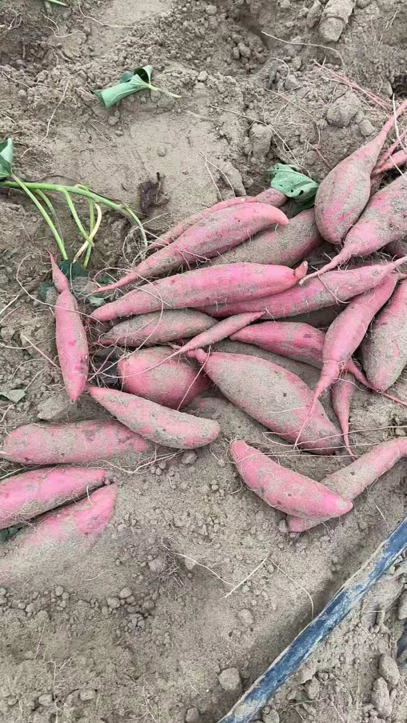 基地直发精品龙薯九诚信经营量大从优欢迎下单采购