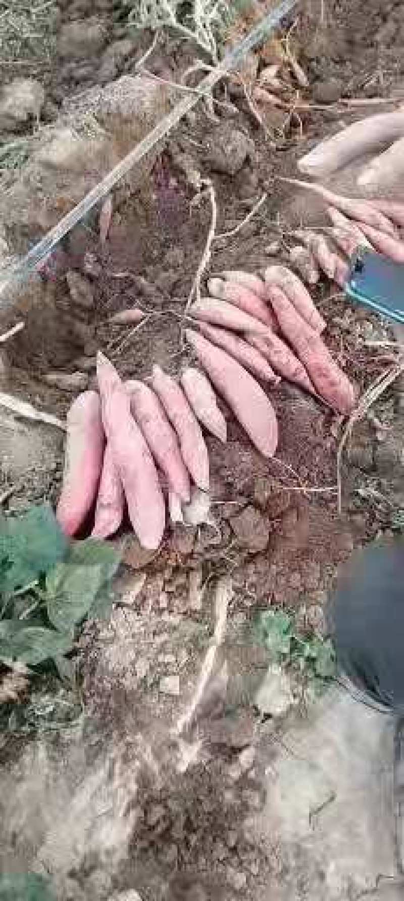 基地直发精品龙薯九诚信经营量大从优欢迎下单采购