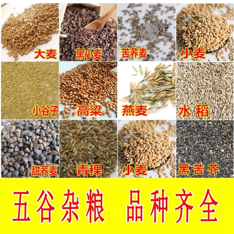荞麦种子甜荞麦苦荞麦养蜂蜜源牧草种子黑苦荞