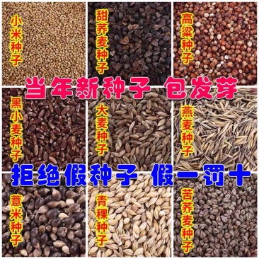 荞麦种子甜荞麦苦荞麦养蜂蜜源牧草种子黑苦荞