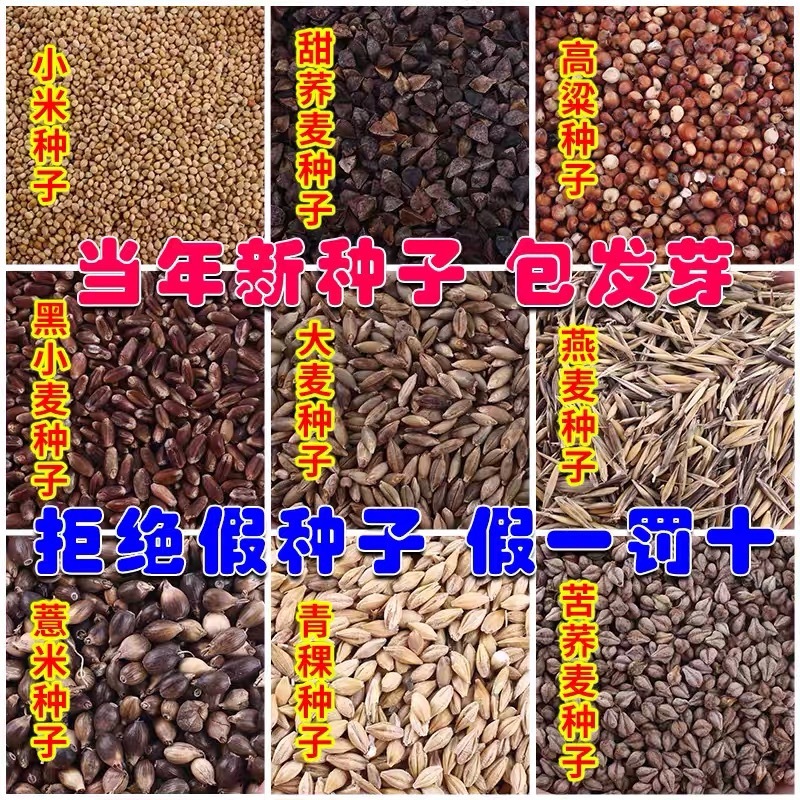 荞麦种子甜荞麦苦荞麦养蜂蜜源牧草种子黑苦荞