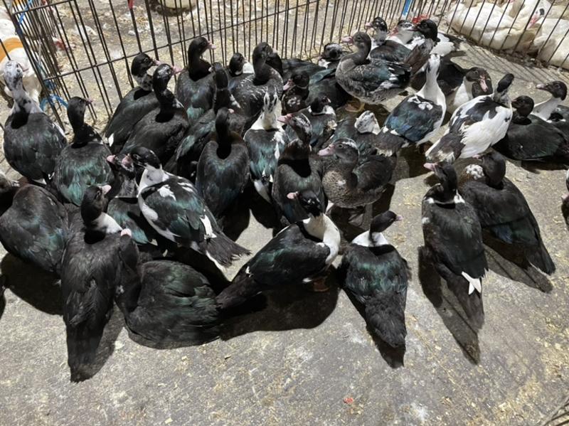 黑番鸭洋鸭白条鸭均重6斤左右90天支持生鲜批发