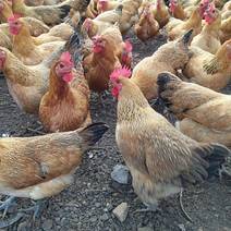 土鸡散养土鸡品质，常年供应欢迎咨询考察