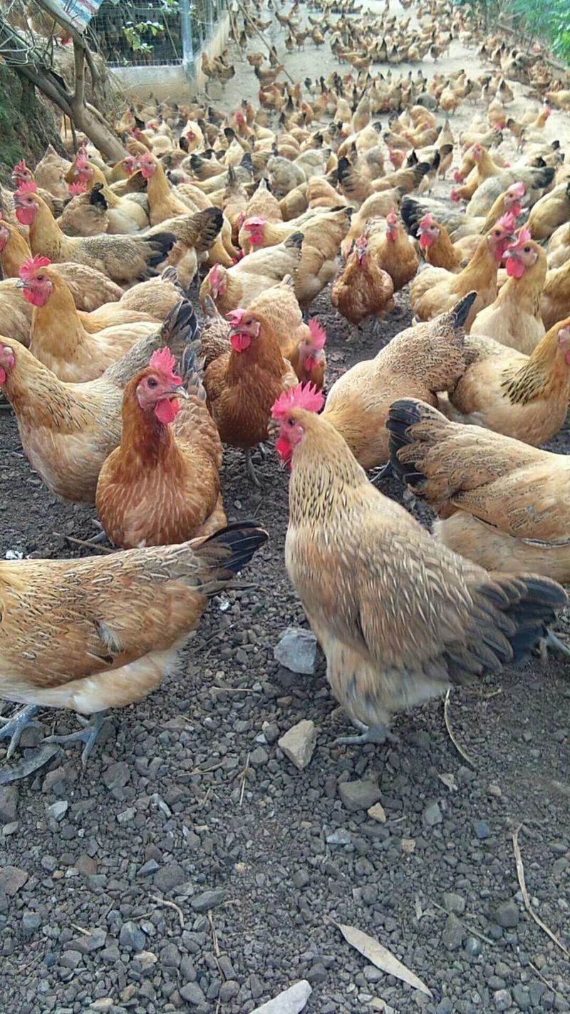 土鸡散养土鸡品质保障，常年供应欢迎咨询考察