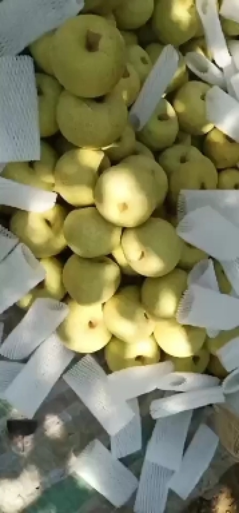 砀山酥梨大量上市口感脆甜皮薄汁多欢迎采购