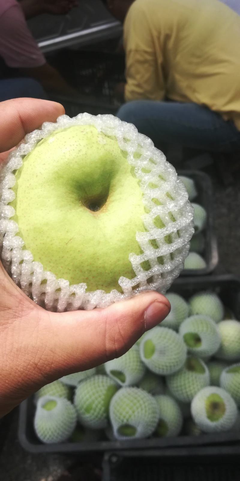 砀山酥梨大量上市口感脆甜皮薄汁多欢迎采购