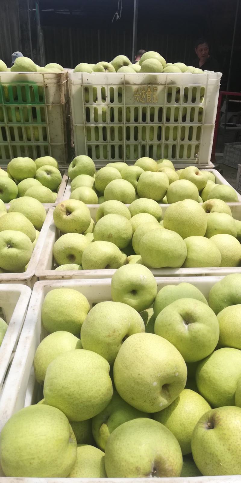 砀山酥梨大量上市口感脆甜皮薄汁多欢迎采购