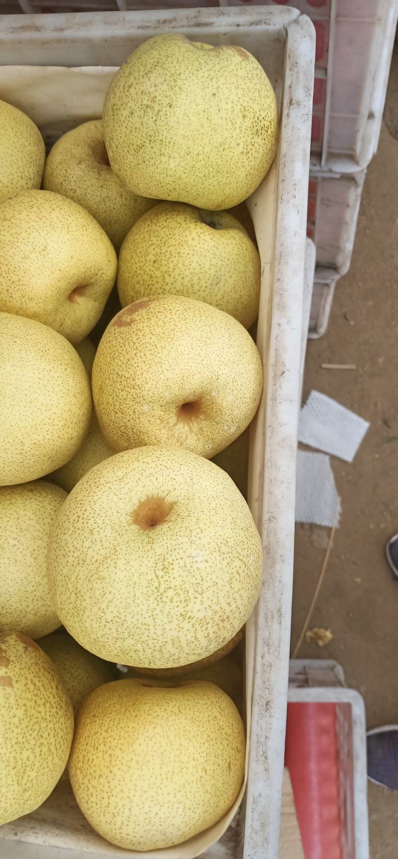 砀山酥梨大量上市口感脆甜皮薄汁多欢迎采购