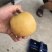 砀山县精品秋月梨，基地直采直发，可做出口，货源稳定！
