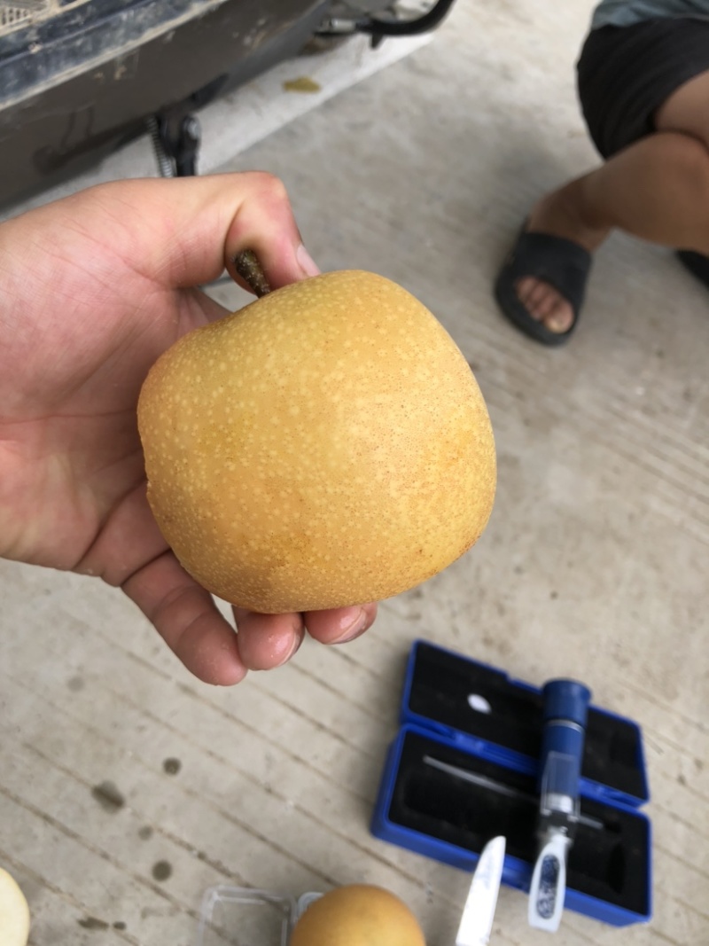 砀山县精品秋月梨，基地直采直发，可做出口，货源稳定！