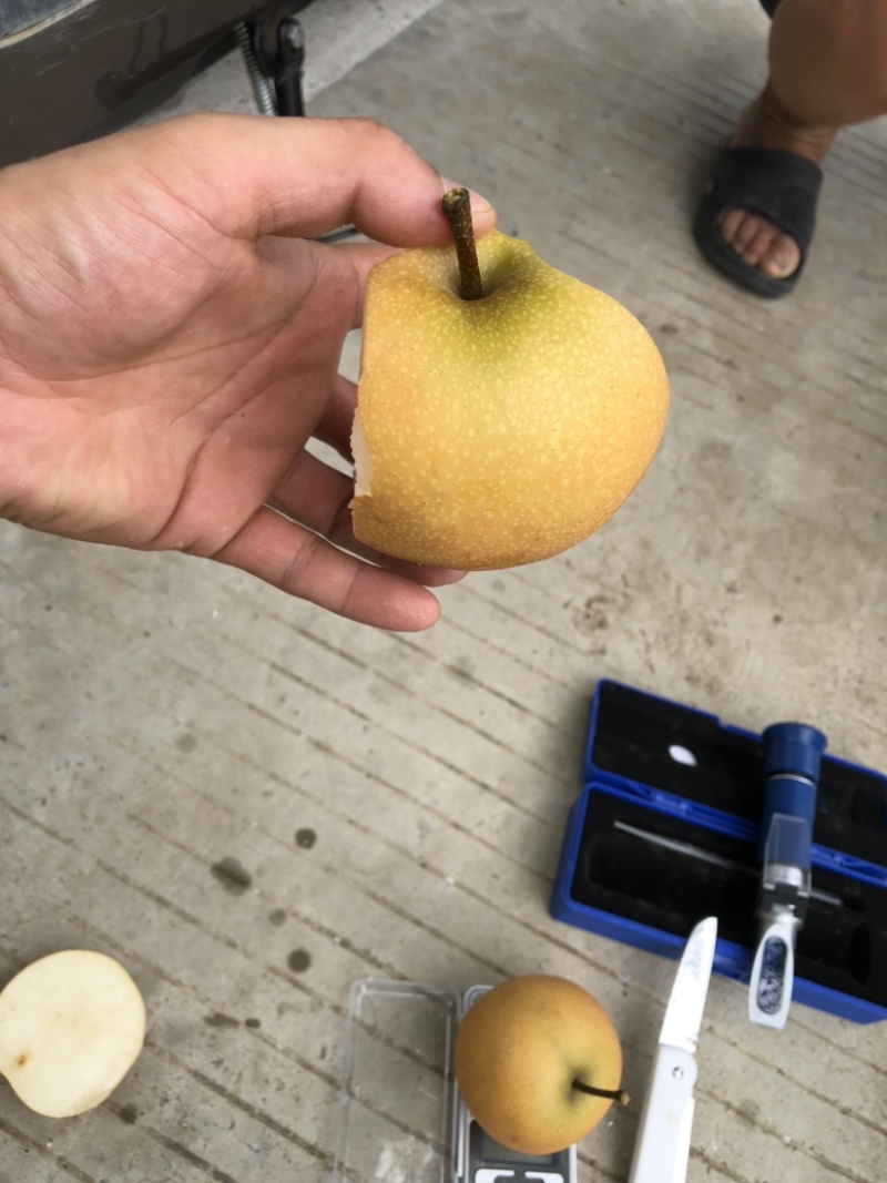 砀山县精品秋月梨，基地直采直发，可做出口，货源稳定！
