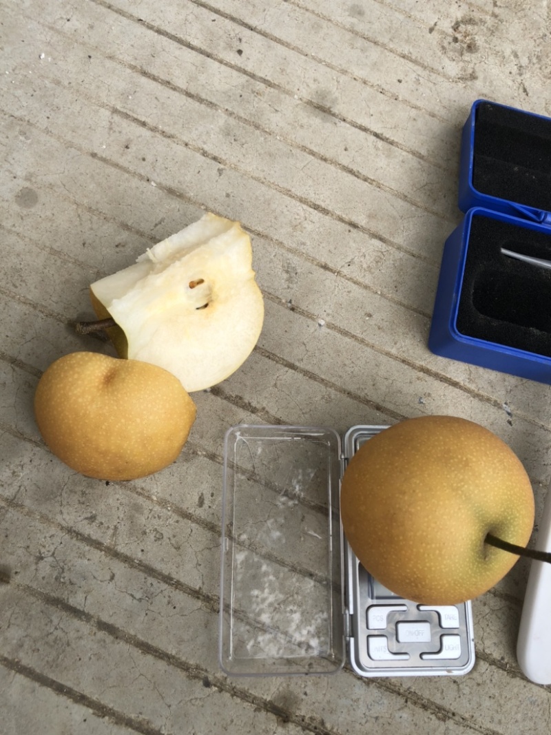 砀山县精品秋月梨，基地直采直发，可做出口，货源稳定！