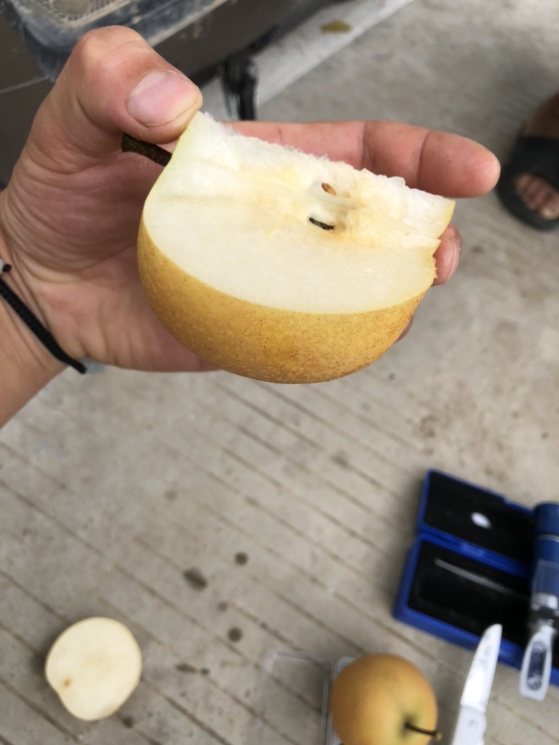 砀山县精品秋月梨，基地直采直发，可做出口，货源稳定！