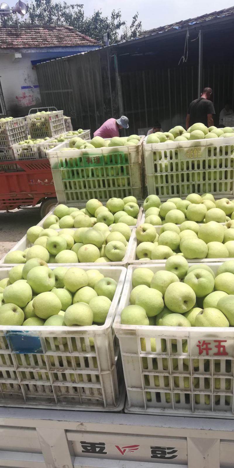 砀山酥梨大量上市口感脆甜皮薄汁多欢迎采购