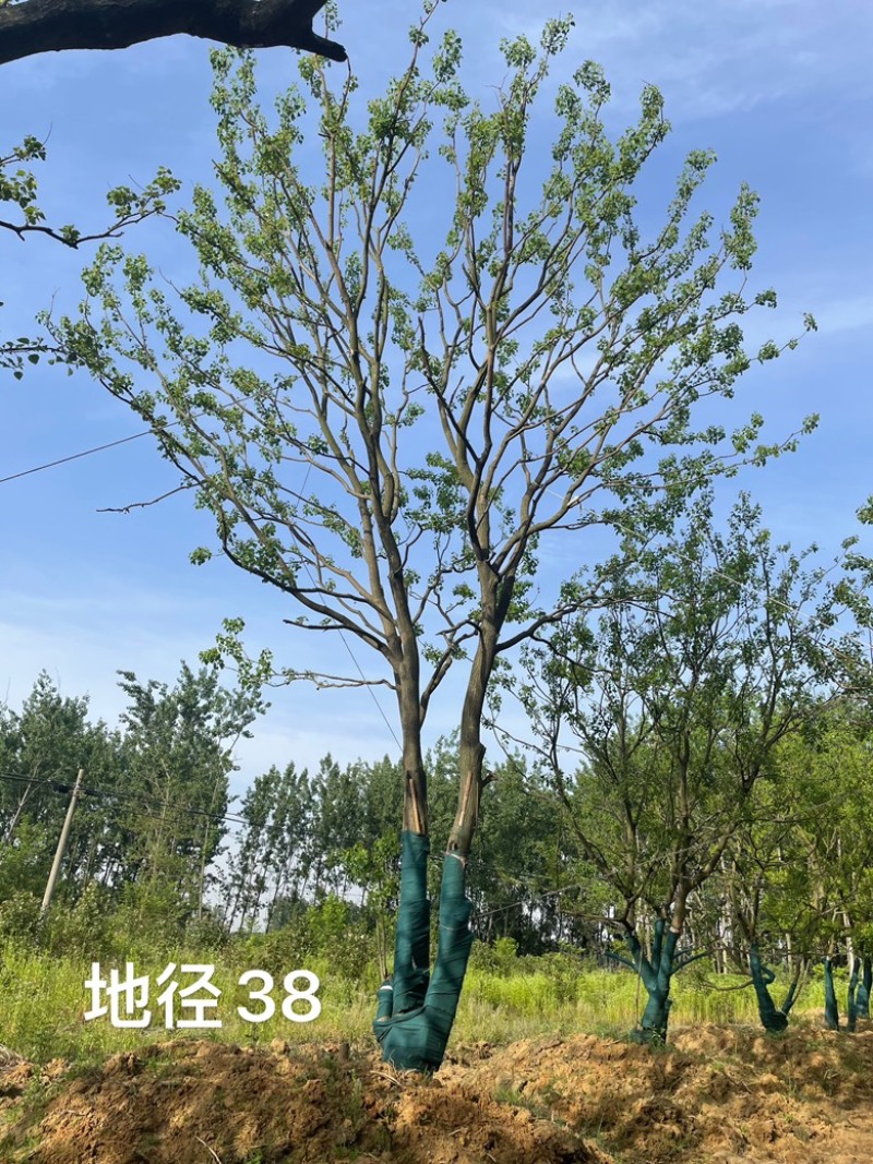 乌桕