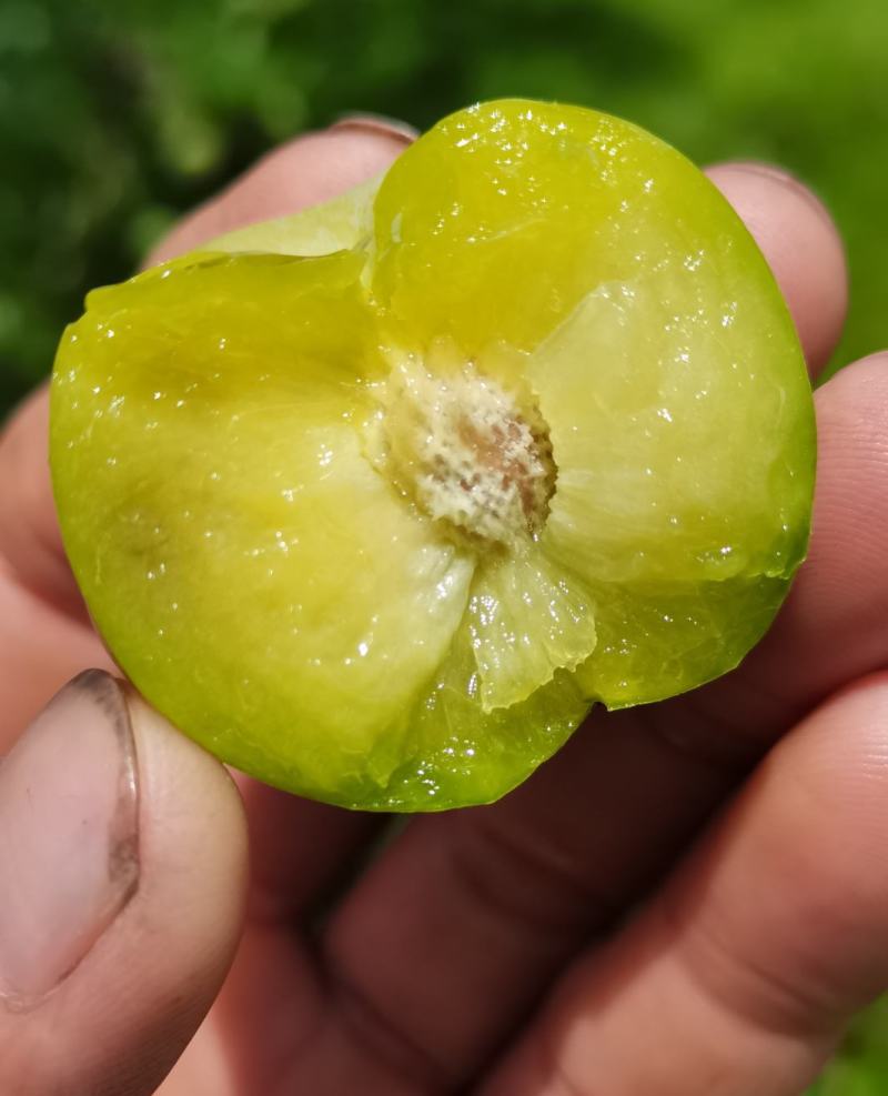 贵州糖脆李蜂糖李脱骨李空心李高端水果现采现发