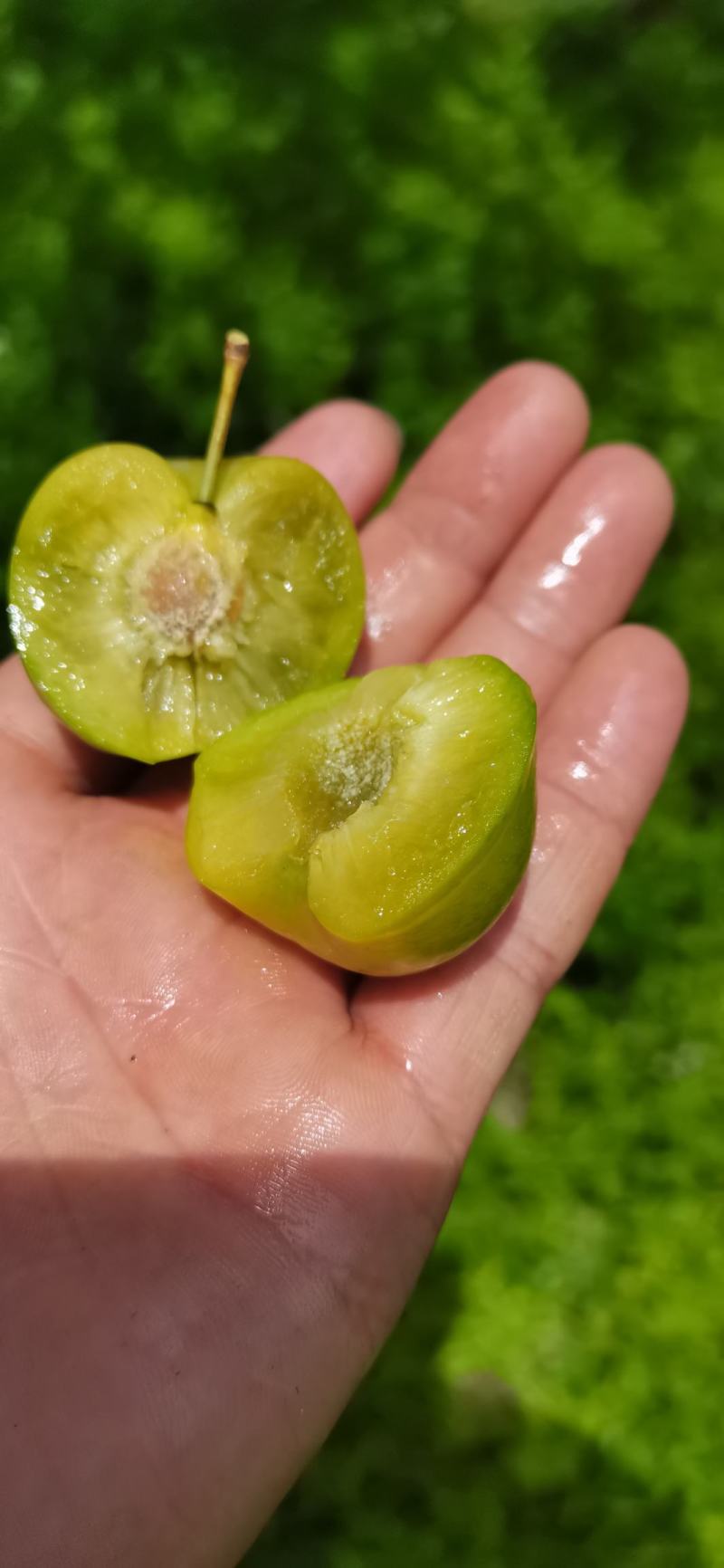 贵州糖脆李蜂糖李脱骨李空心李高端水果现采现发