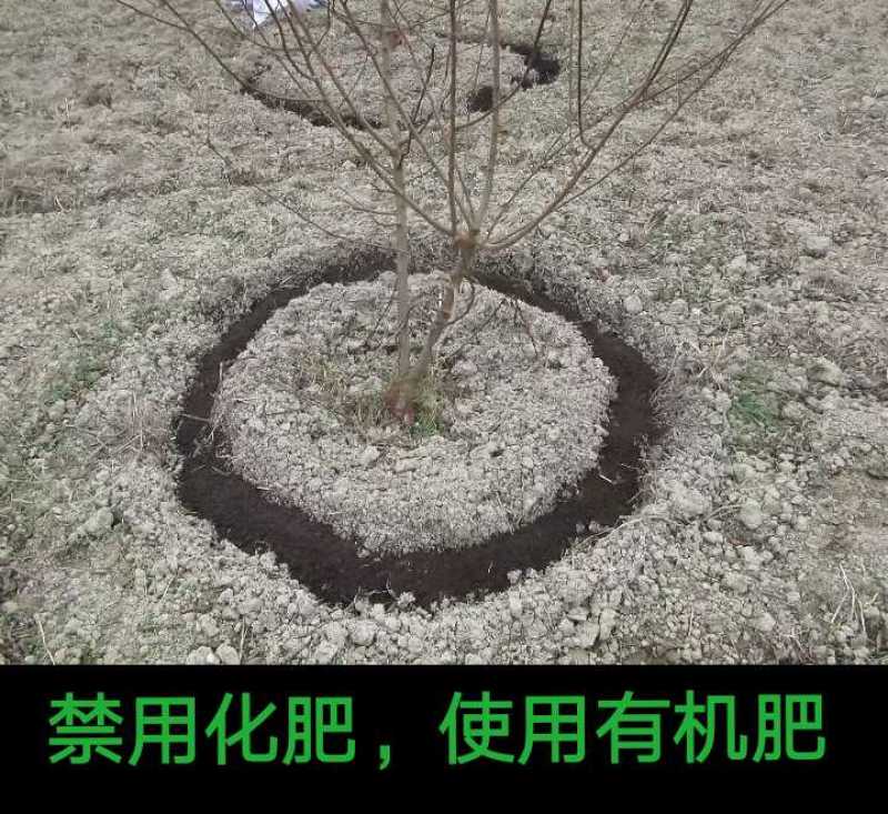 贵州糖脆李蜂糖李脱骨李空心李高端水果现采现发