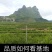 贵州糖脆李蜂糖李脱骨李空心李高端水果现采现发