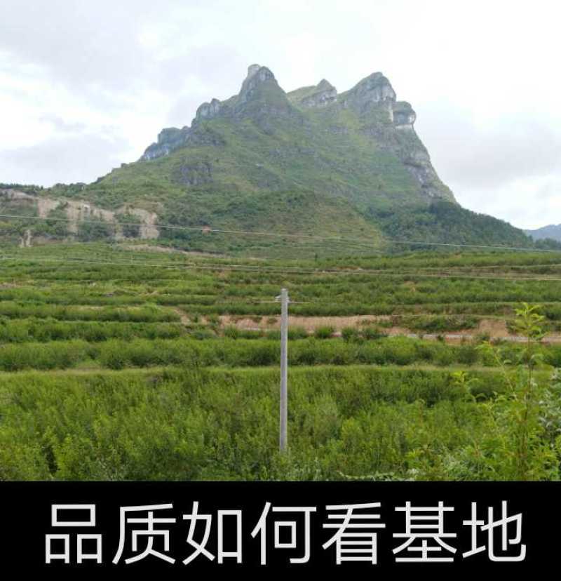 贵州糖脆李蜂糖李脱骨李空心李高端水果现采现发