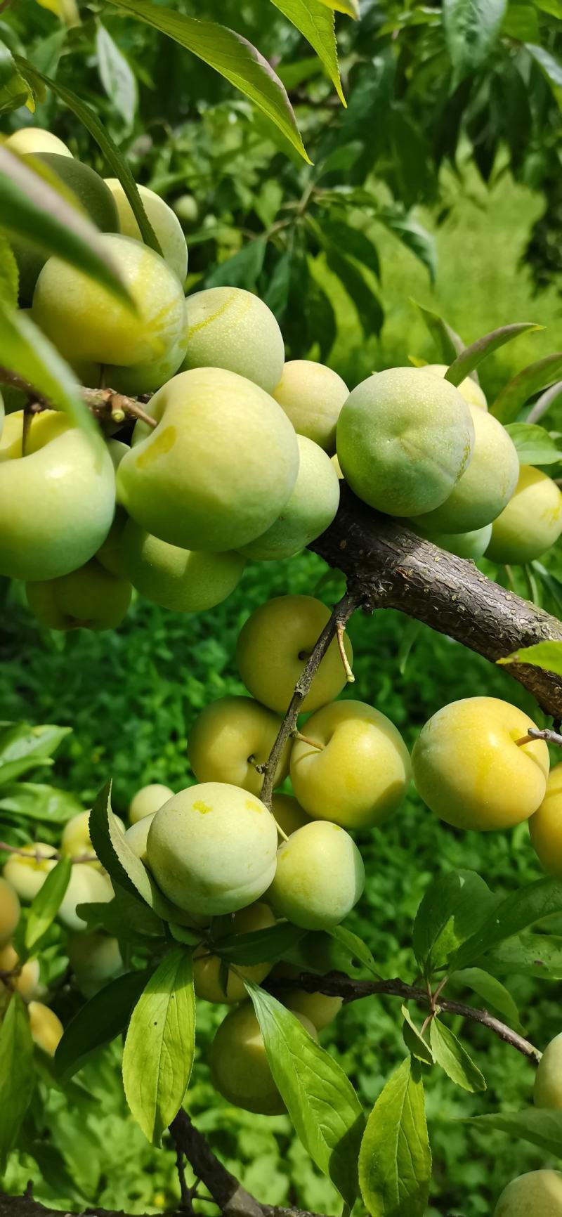 贵州糖脆李蜂糖李脱骨李空心李高端水果现采现发