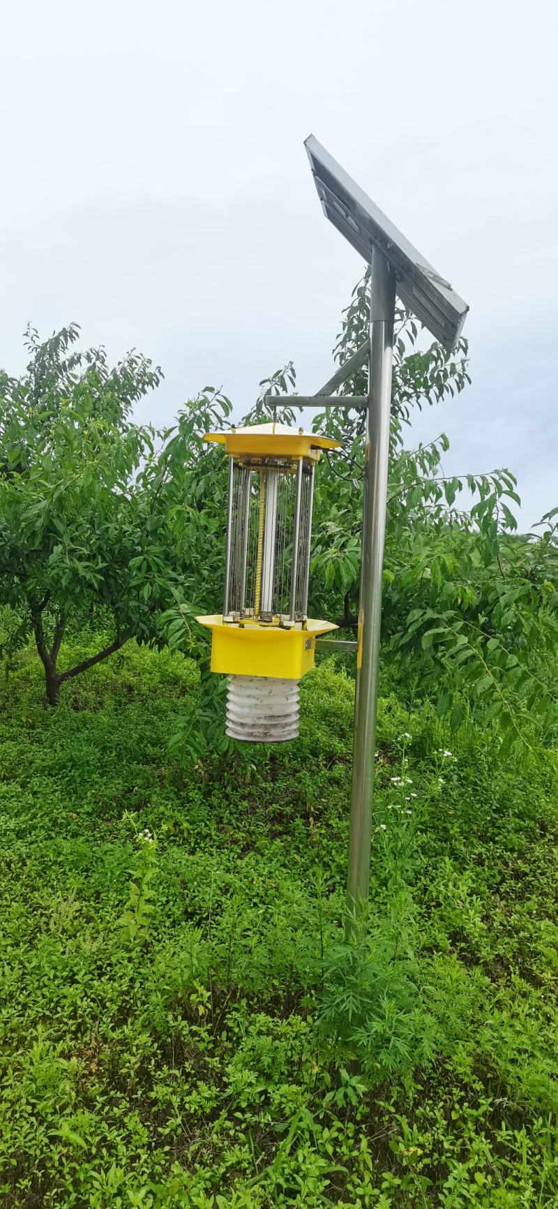 贵州糖脆李蜂糖李脱骨李空心李高端水果现采现发