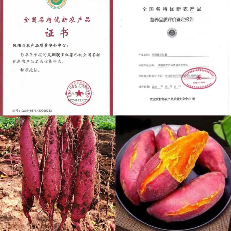 秦薯五号板栗红薯虢王红薯大量出货