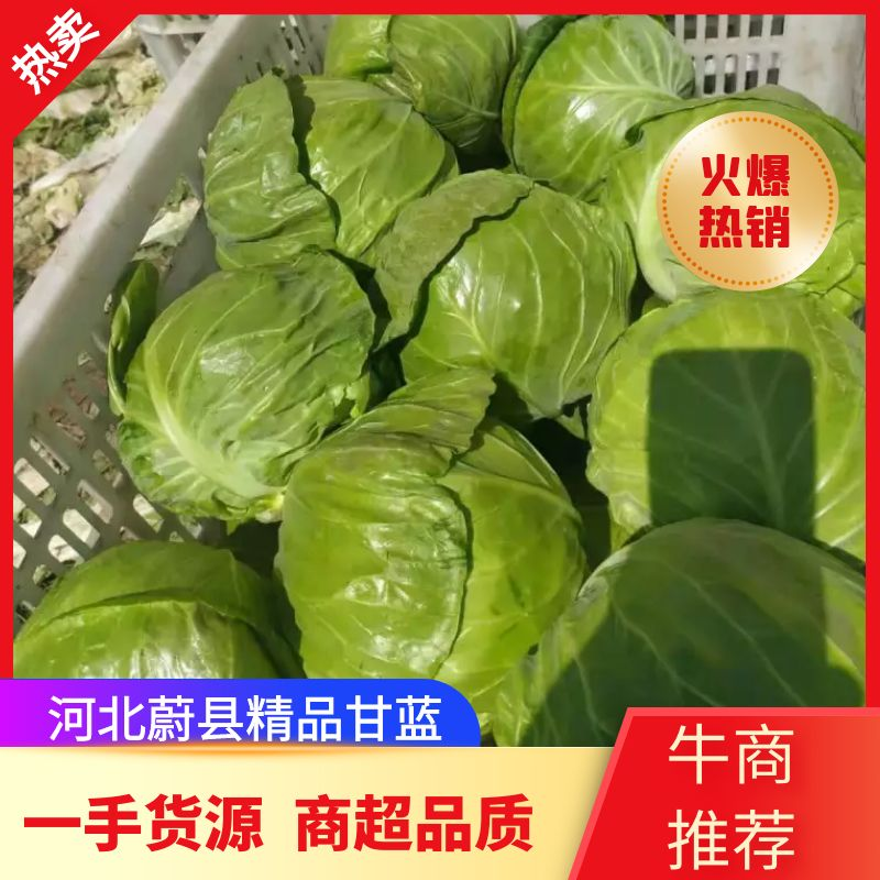 张家口甘蓝圆包菜一手货源产地直销诚信经营一条龙服务