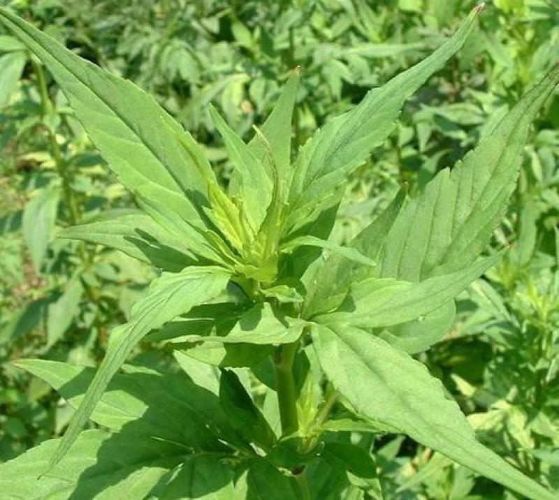 黄花败酱草种子南败酱草